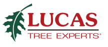 lucas tree